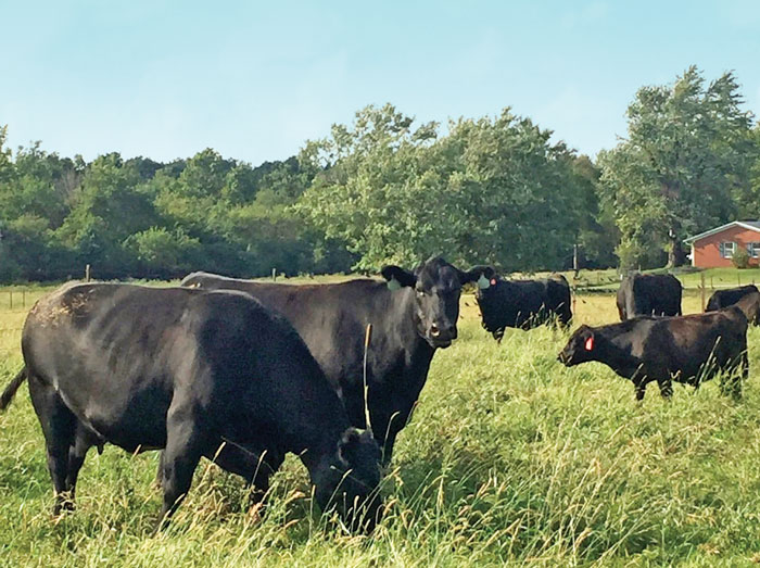 black cows in a field
