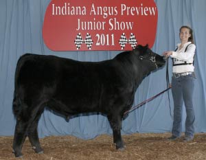 Indiana Angus Preview 2011