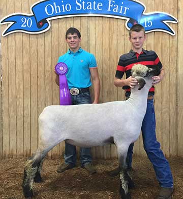 2015 Indiana State Fair Reserve Champion AOB Market Lamb Shown by Blake Danner.