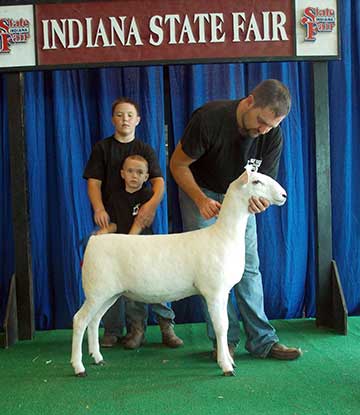 2015 Indiana State Fair 1st Place Flock & Premier Exhibitor shown by Roger Suffolks.