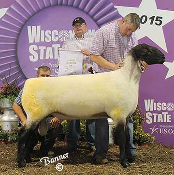 015 WI State Fair Champion Suffolk Ram & 3rd Overall Supreme Ram Shown By Rogers Suffolks.