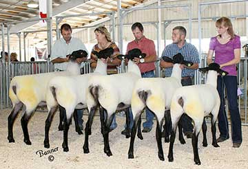 2015 Wisconsin State Fair 1st Place Flock & Premier Exhibitor shown by Roger Suffolks.