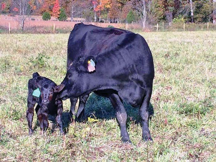 cows in a field