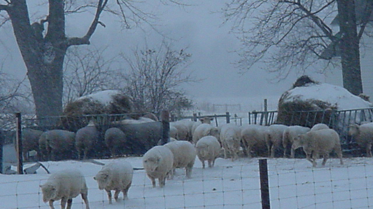 Sheep outside in the winter